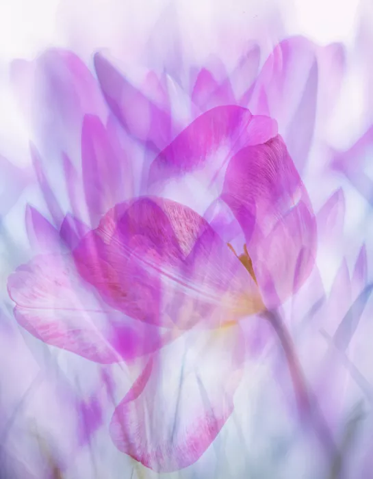 Lee, van Hilda: flower cacophony