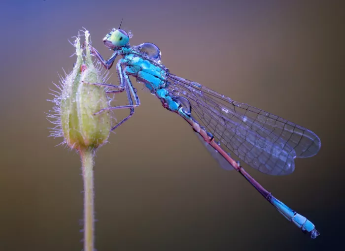 Summer2016: damselfly