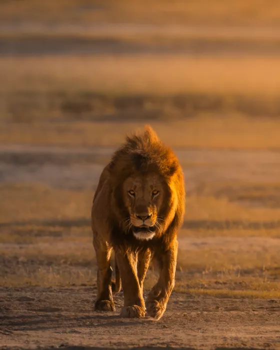 Sharma, Abhinav: The King of Light