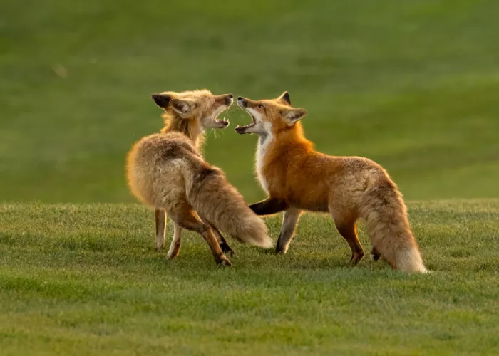 Wang, Victor: Red Fox
