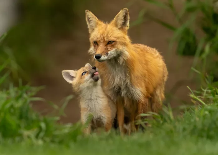 Wang, Victor: Mamma volpe rossa e cucciolo