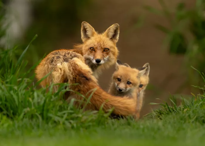 Wang, Victor: Red Fox Mom and Babies