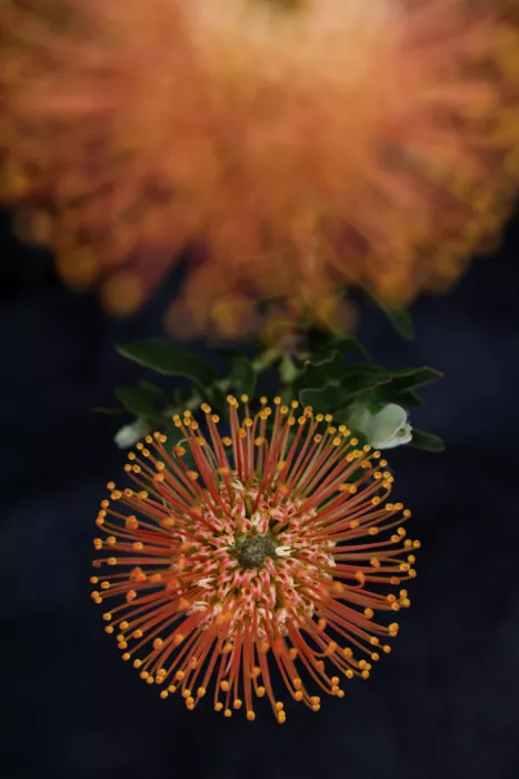 Clint, by Shot: Protea Cuscinetto Vivace