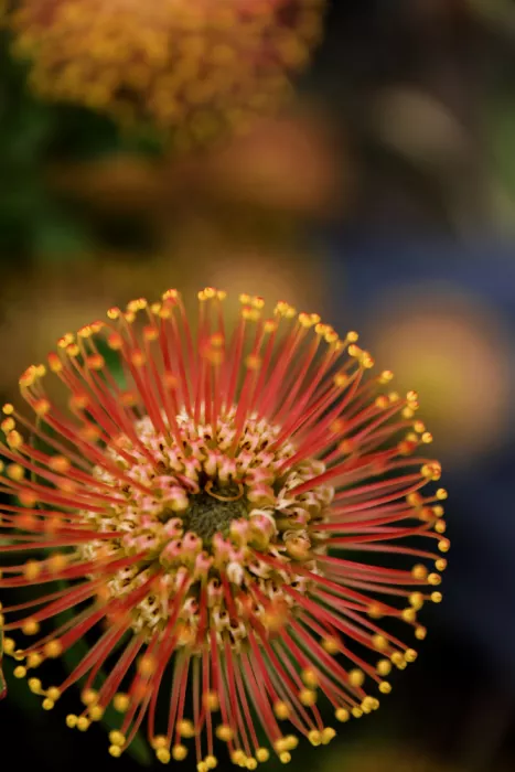 Clint, by Shot: Vibrant Pincushion Protea