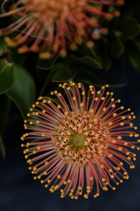 Clint, by Shot: Flor de Protea Vibrante