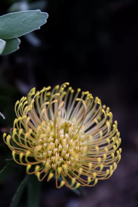 Clint, by Shot: Spirale dorata in fiore