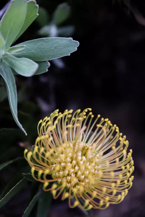 Clint, by Shot: Fiore di Protea Giallo a Spillo