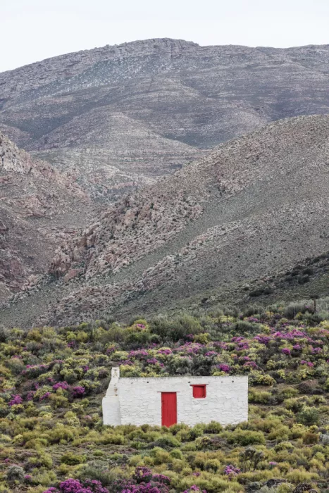 Clint, by Shot: Solitary Bloom Retreat