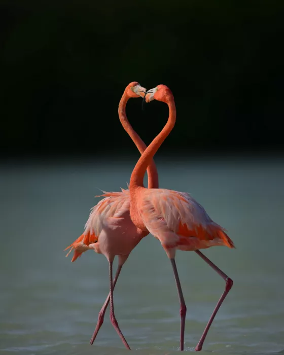 Li, Rob: Temporada de amor