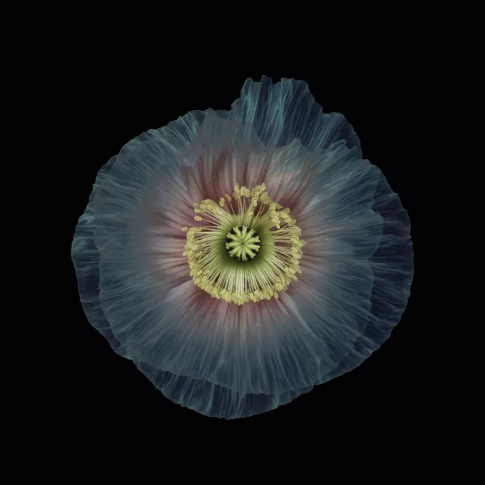 Grønkjær, Lotte: Manual constructed poppy