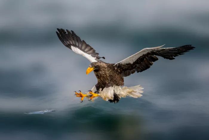 Wang, Ti: Steller’s Sea Eagle