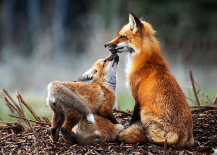 Luo, Louie: Fox Mother and Child
