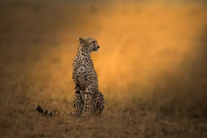 Singh, Anita: Sunlit Cheetah