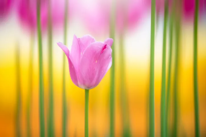 Suzuki, Takashi: Row of tulips