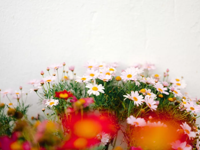 Zwart, Raisa: Vibrant Wildflowers