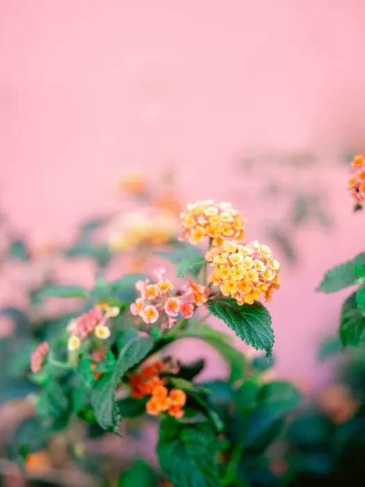 Zwart, Raisa: Colorful Floral Vibes
