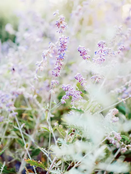 Zwart, Raisa: Delicati Fiori di Lavanda