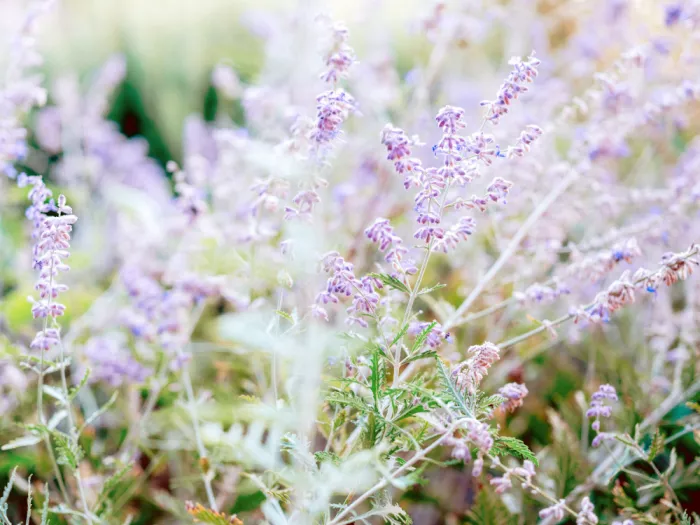 Zwart, Raisa: Tonalità di lavanda