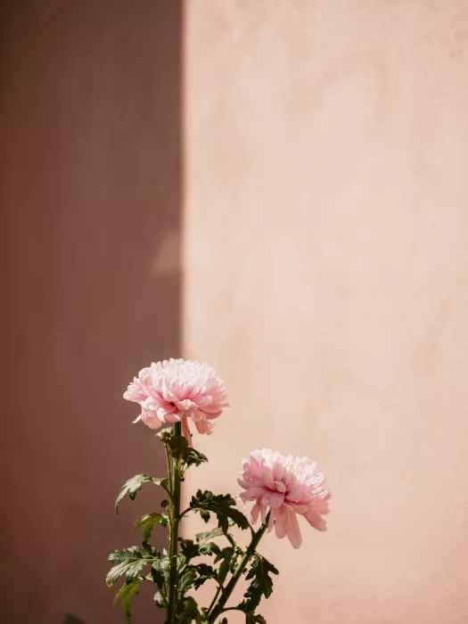 Zwart, Raisa: Due delicati fiori rosa