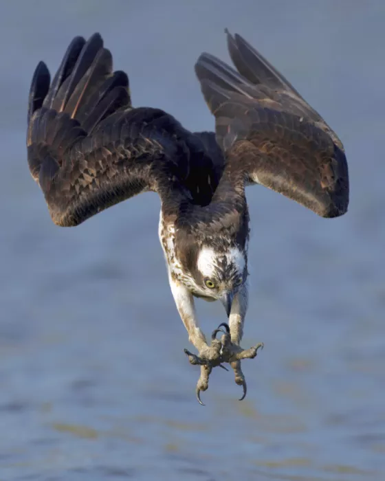 Lam, Gavin: Osprey Hunting...