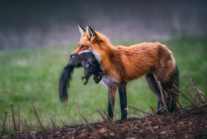 Ben.C.L: Roi Renard