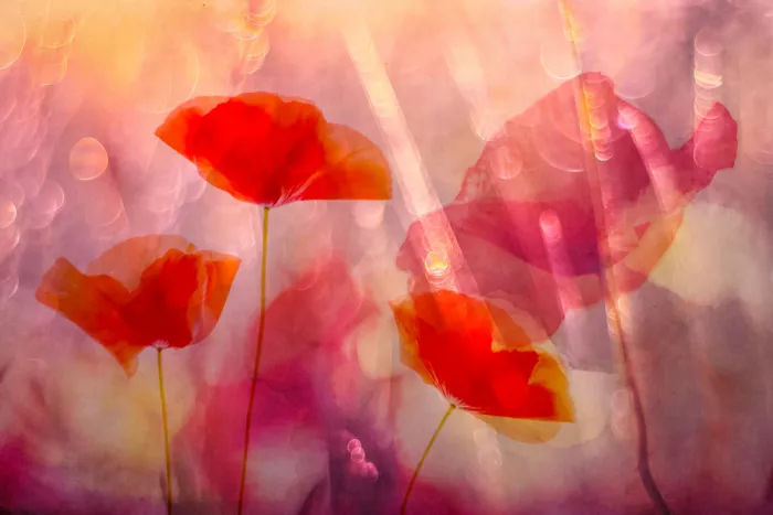 Lee, van Hilda: pretty red