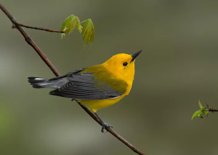Zhang, Robert: Prothonotary Warbler on Spring Perch