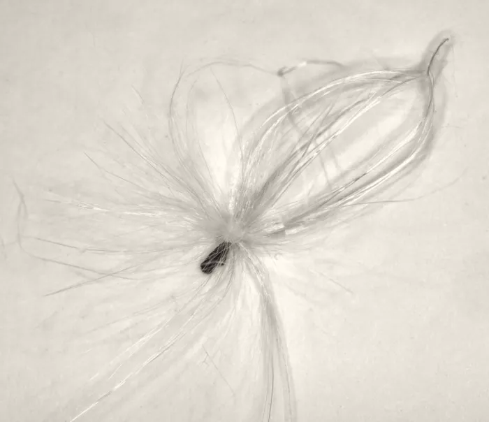 Hammer, Peter: Tweedia Caerulea seed