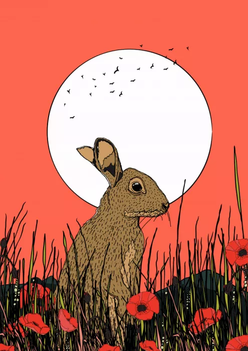 Nicholas: Lièvre dans les Coquelicots