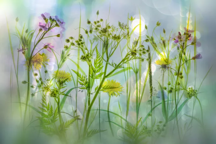 Lee, van Hilda: spring burst