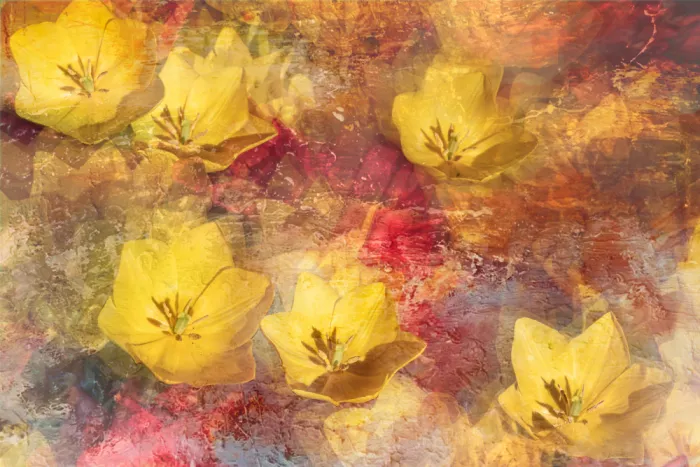 Kopcev, Igor: Tulips