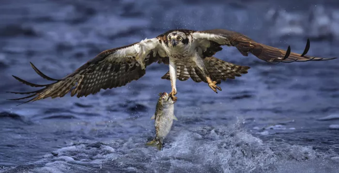 Gu, Zeren: Águila pescadora en caza