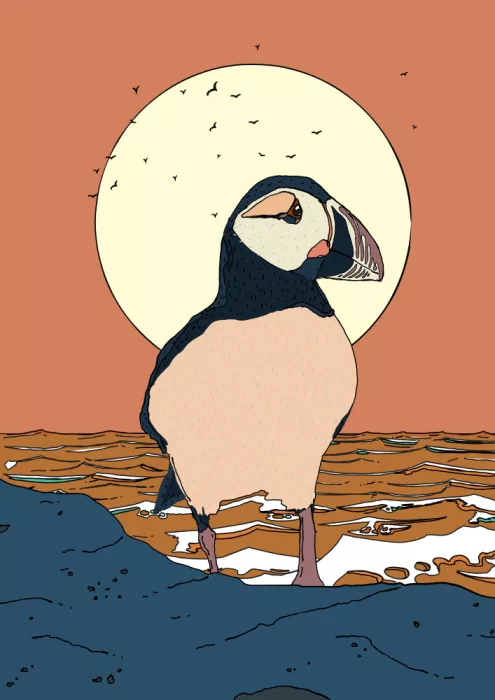 Nicholas: Puffin at Sunset