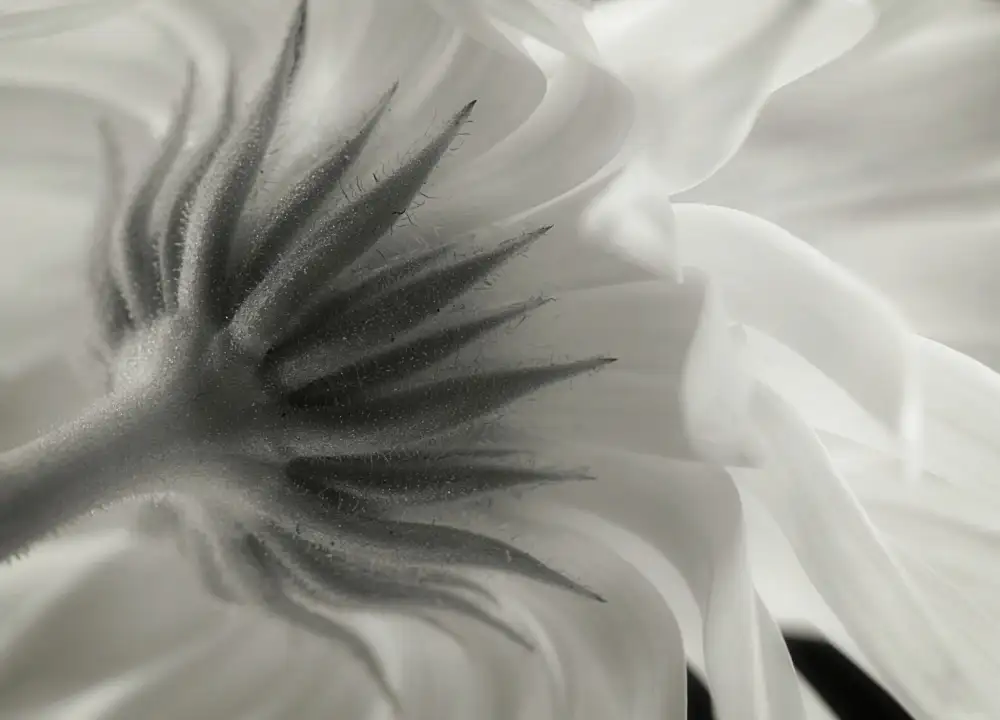 Grønkjær, Lotte: Calendula