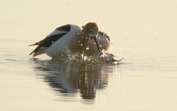 Qin, Xuemei: Avocettes en Harmonie