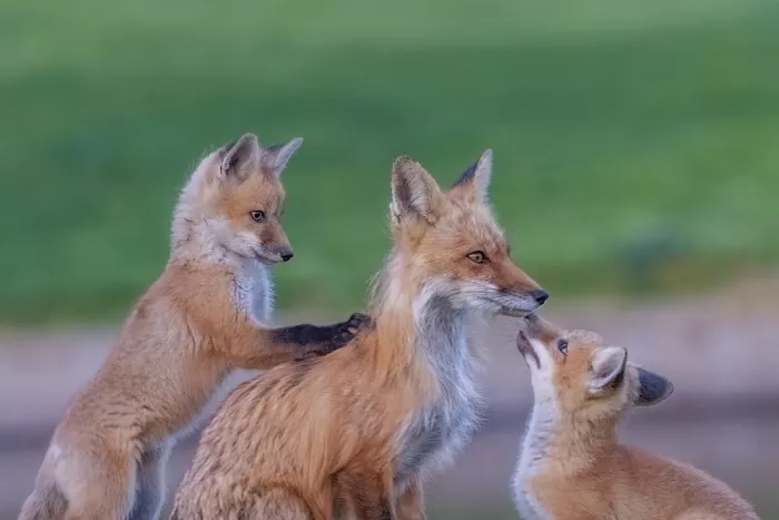 Qiu, Jenny: Mutter Fuchs und ihre Jungen