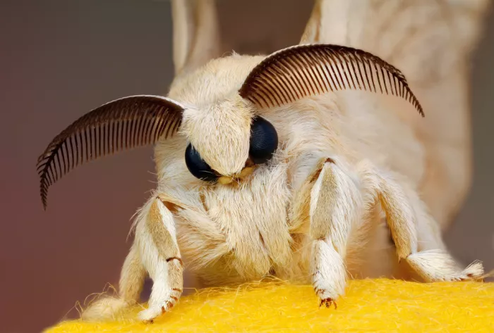 Just, Carles: Silk moth and your silk cocoon