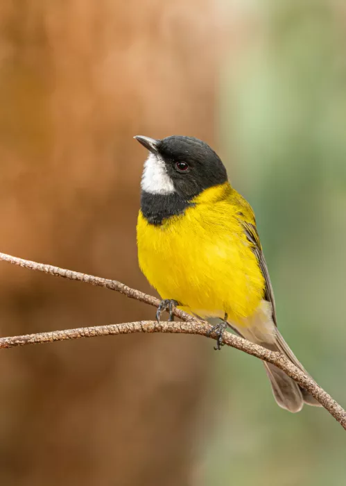 ahmadabdelhameed: Western Golden Whistler