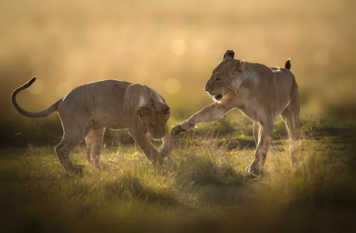 Singh, Anita: Playful morning