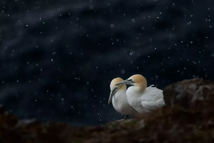 Gil, Ignacio José: Atlantic Gannet ...(while it hails)