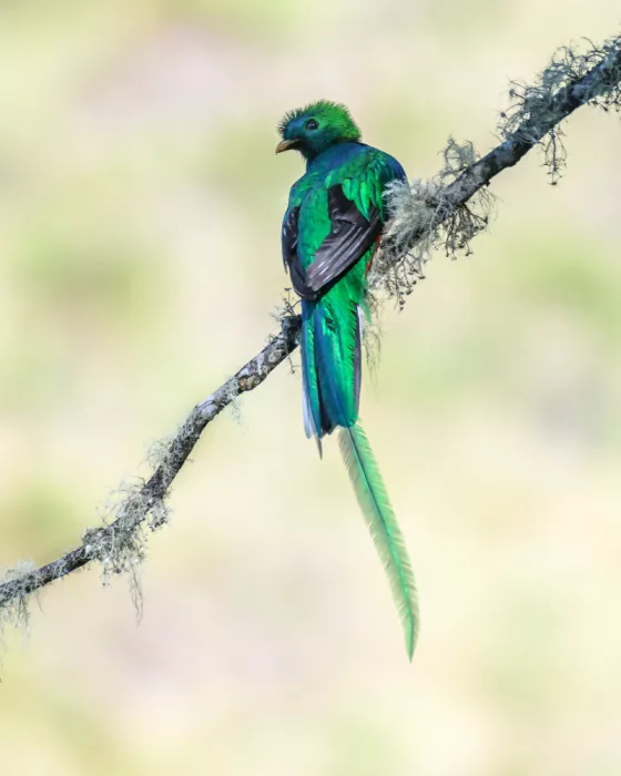 Li, Z. Michael: The Elegant Resplendent Quetzal