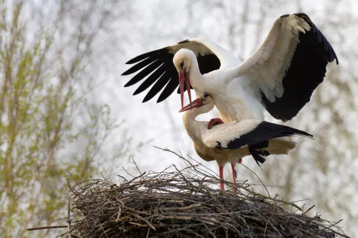 Doronin, Dmitry: Mating games of storks