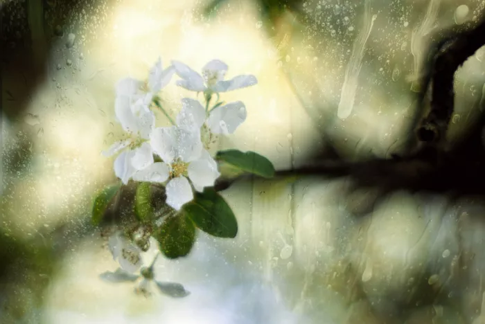 Linden, van Jan: Lágrimas sobre la primavera