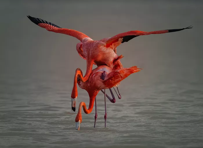 Su, Yuan: Mating