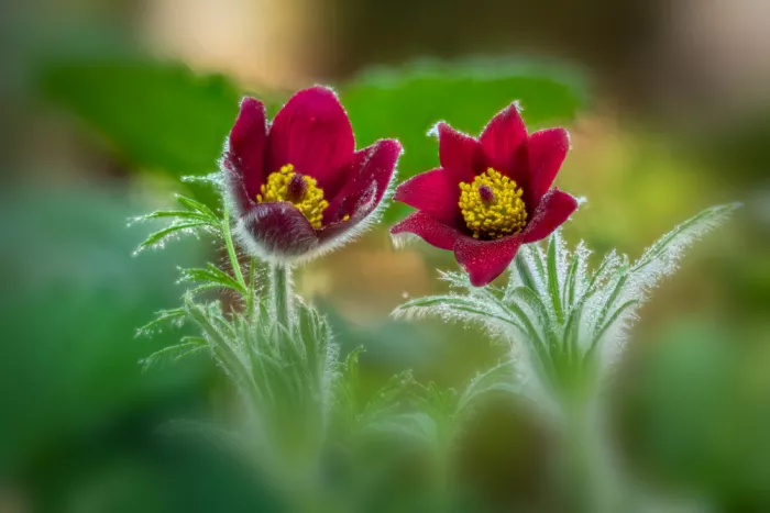 Haaksma, Piet: Pulsatilla vulgaris