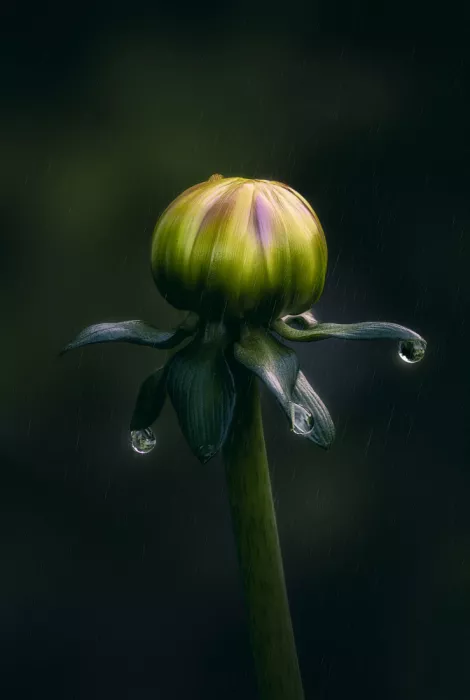 Ben.C.L: Tänzerin im Regen