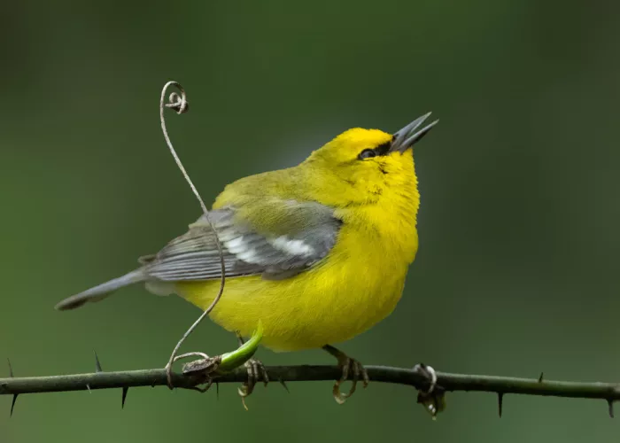 Zhang, Robert: Golden Voice – Blue-winged Warbler in Song