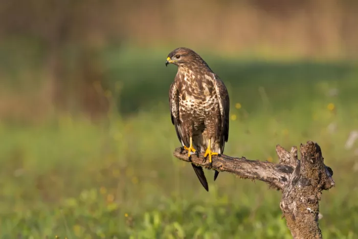 Pozzi, Marco: buzzard