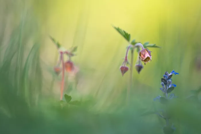 Eisenmann, Ulrike: in the meadow
