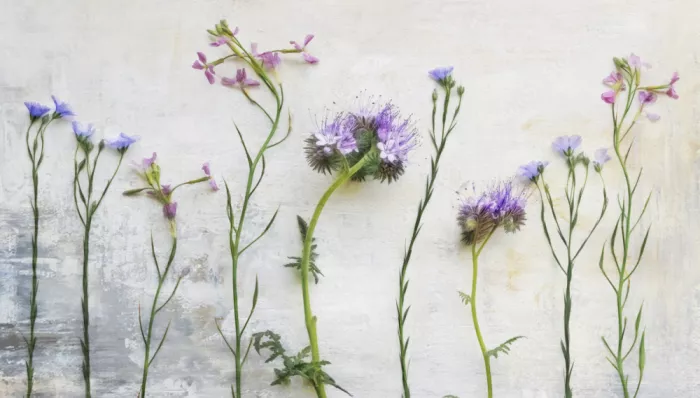 Stas, Marie-anne: Fieldflowers